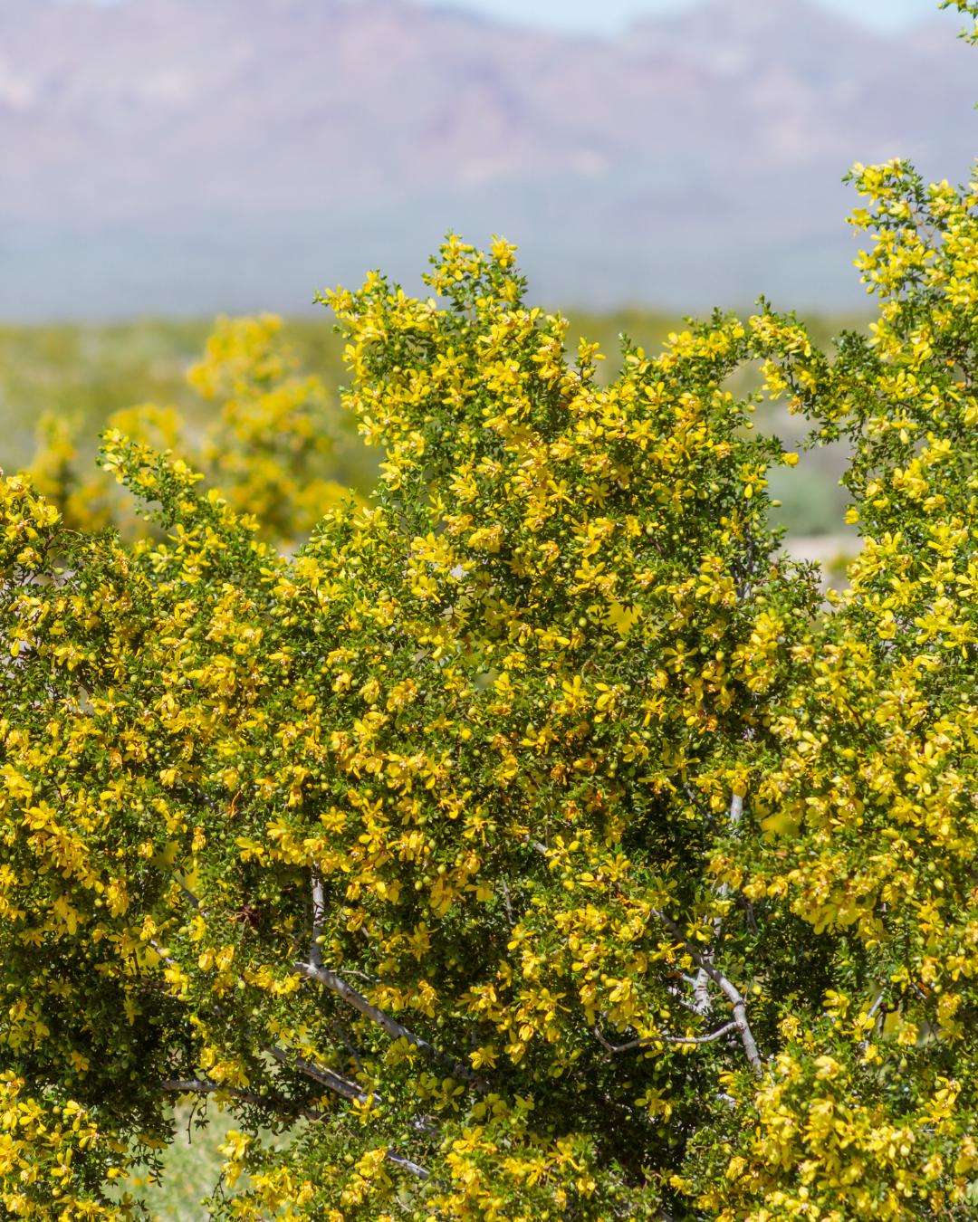 Desert Rain Creosote Shower & Smoke Bundle