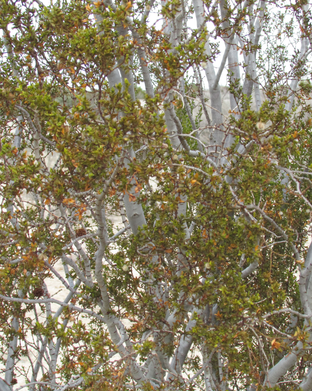Desert Rain Creosote Shower & Smoke Bundle