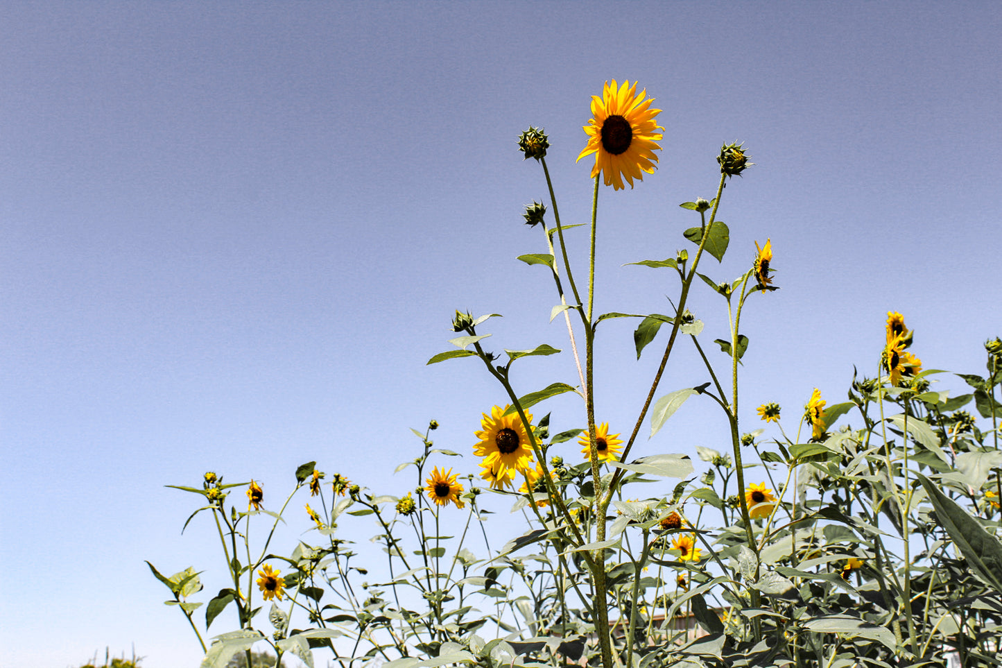 August Earring of the Month: Sun Faded Sunflower Earrings