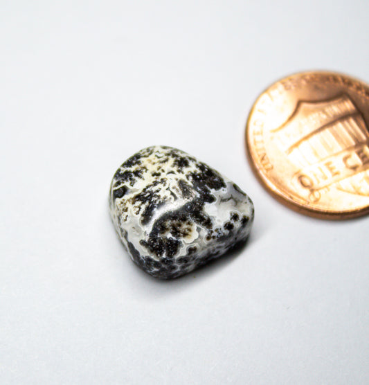 Black Dendritic Agate with Geode Pocket